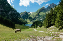Suisse